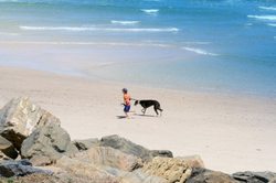 greyhound-on-dog-beach.jpg