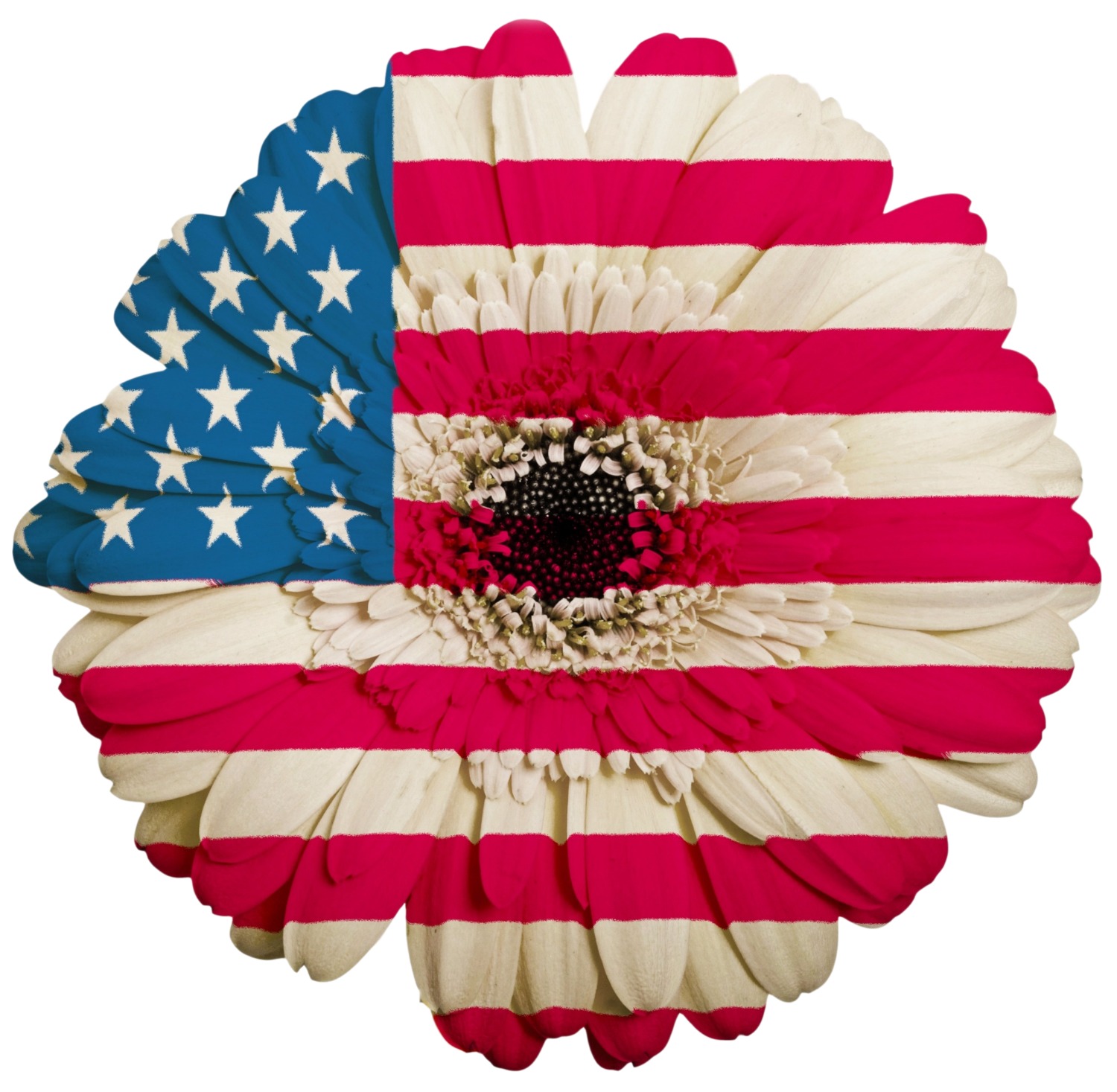 Sunflower pictures see ours, share yours here!