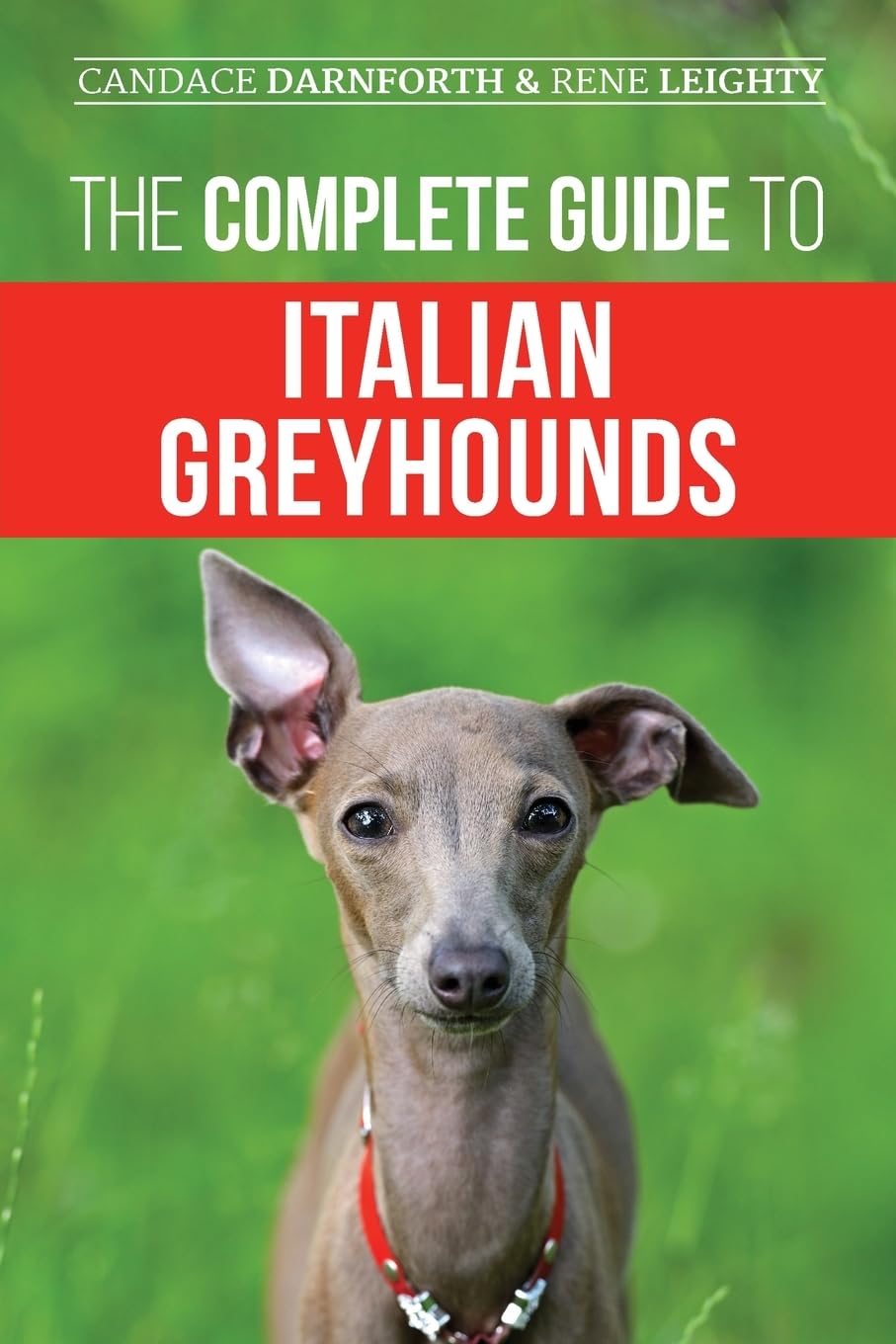 The complete guide to Italian Greyhounds
