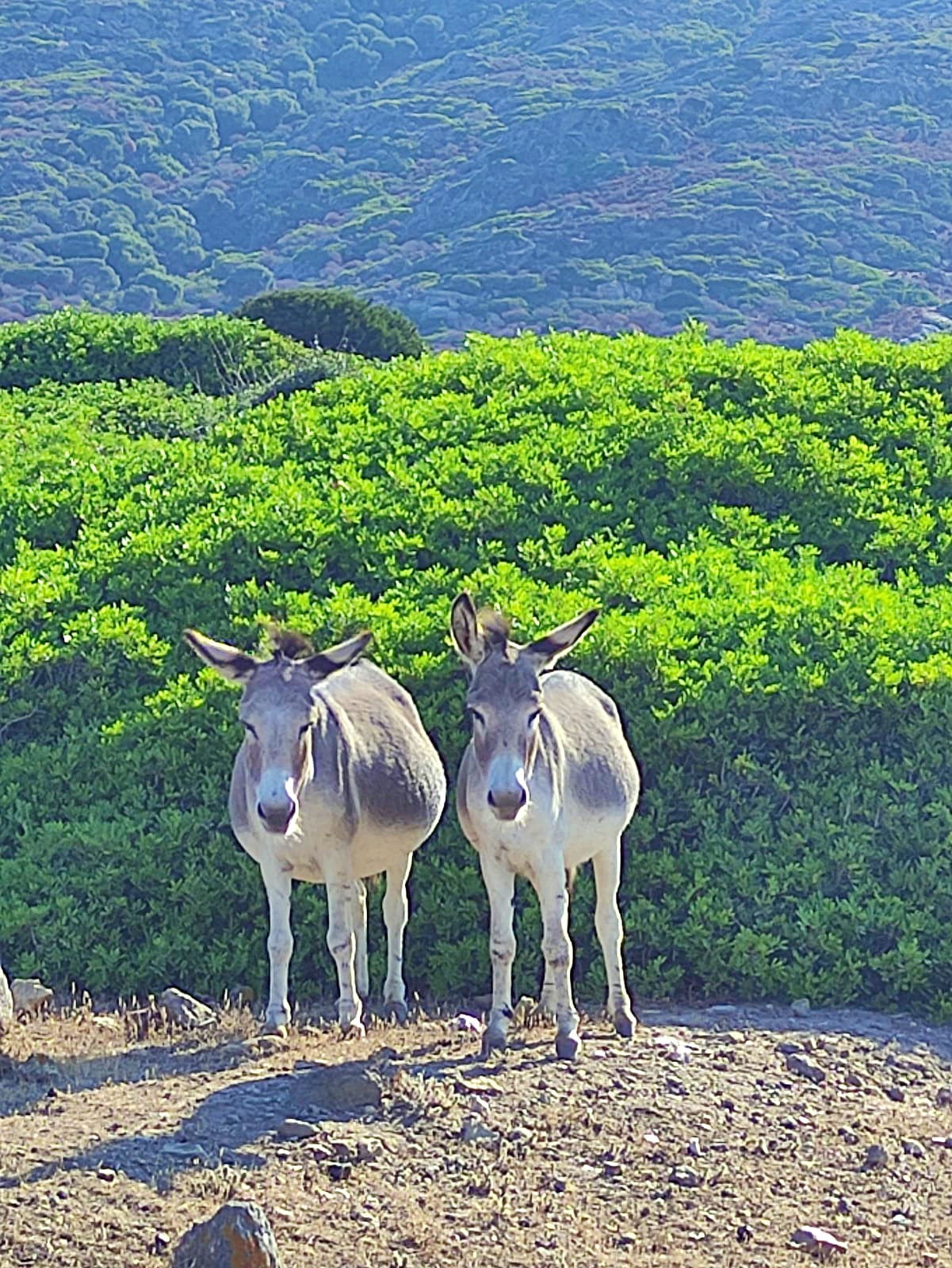 Donkeys in Sardinia