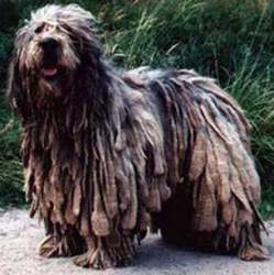 Bergamasco breed