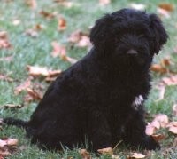 Bergamasco pup 