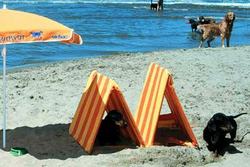 Bau dog friendly beach 