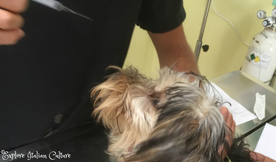 side effects of rabies vaccine in puppies rabies vaccine for cats side effects side effects of rabies vaccine in puppies rabies vaccine for cats side effects