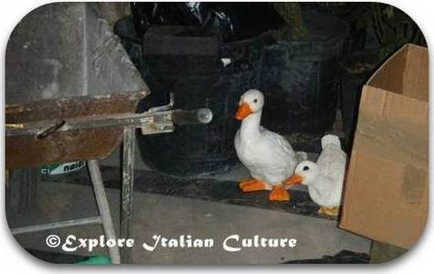 Ducks in  St Peter's Presep