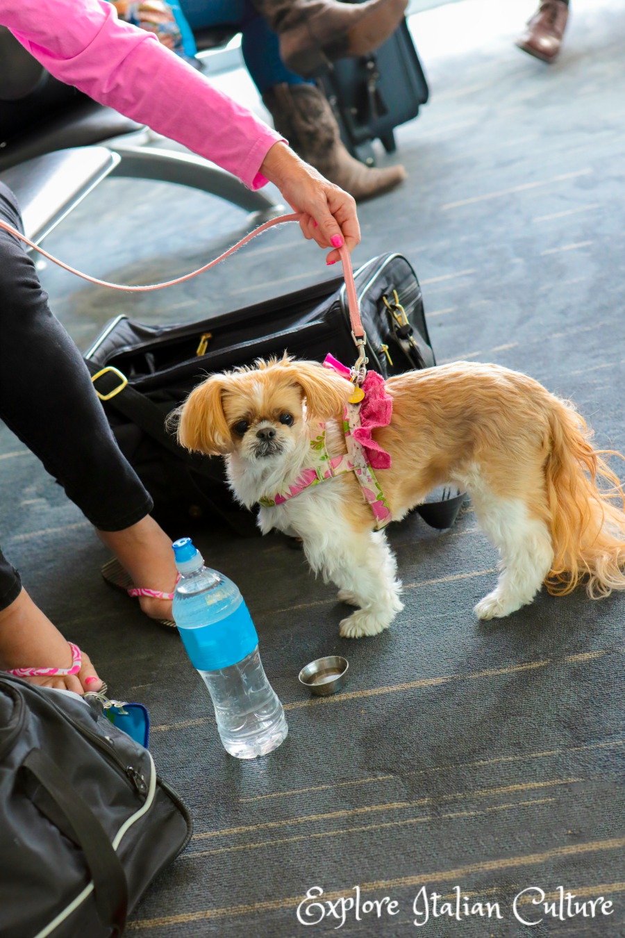 A small dog being offered a bottle of water at an airport.