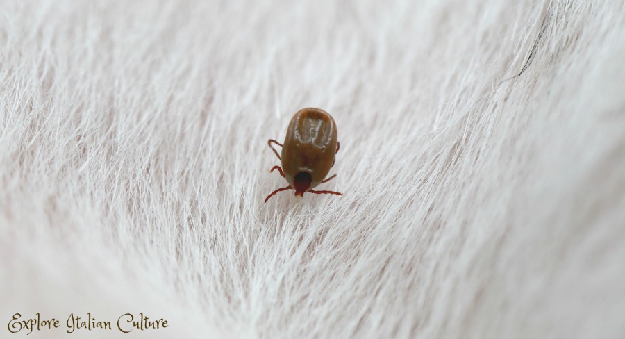 A dog tick which hasn't yet become embedded.