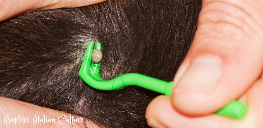 Removing a tick from a dog