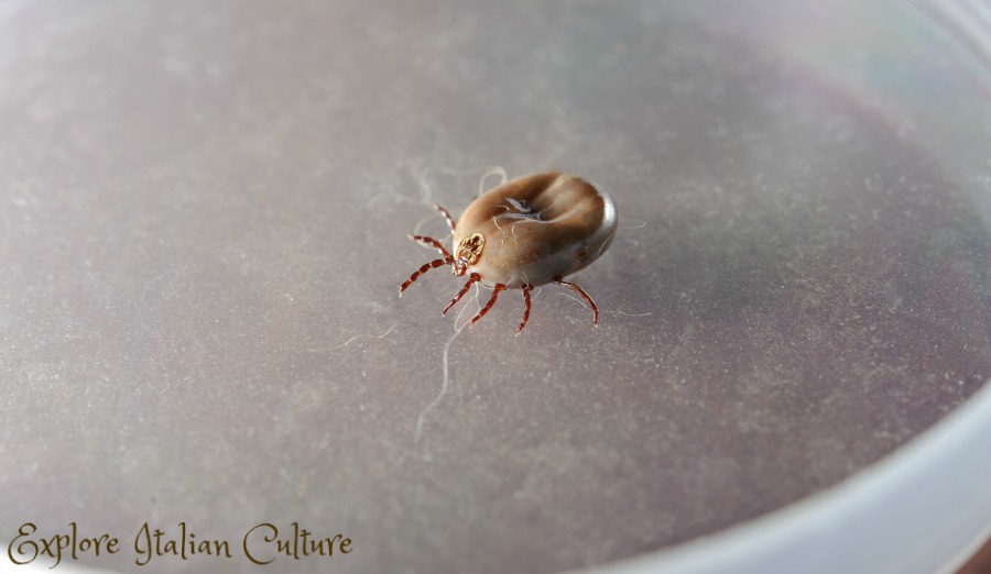 A dog tick in a dish. Don't handle them if you can avoid it.
