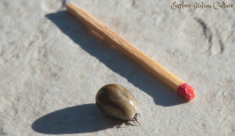 A dog tick after it's gorged on blood.  They become large and a dark brown colour.  Easily recognisable.
