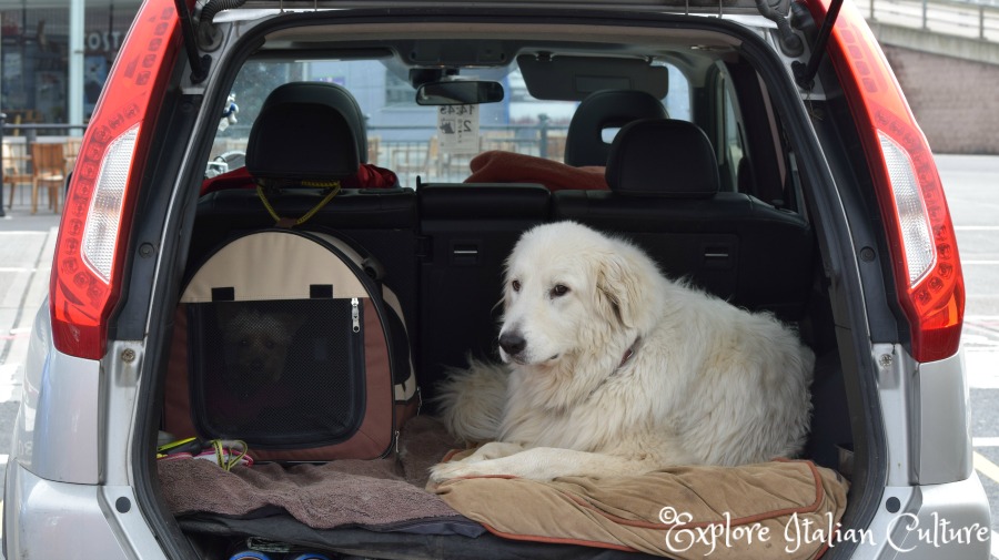 Our two dogs, Effie the Yorkie and Luce the Maremma, shortly before boarding the cross-Channel ferry. Dogs are not allowed to leave the car during the crossing.