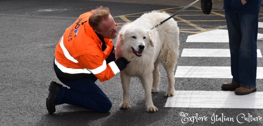 A member of P&O ferry staff say "hello" to Luce, our Italian sheepdog, at the Dover ferry port.