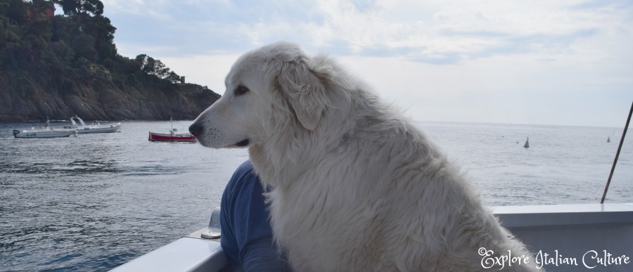 Loce, our Maremma, isn't phased by anything. Even the noise of a local Italian ferry-boat is taken in her stride when she's welcomed on board.