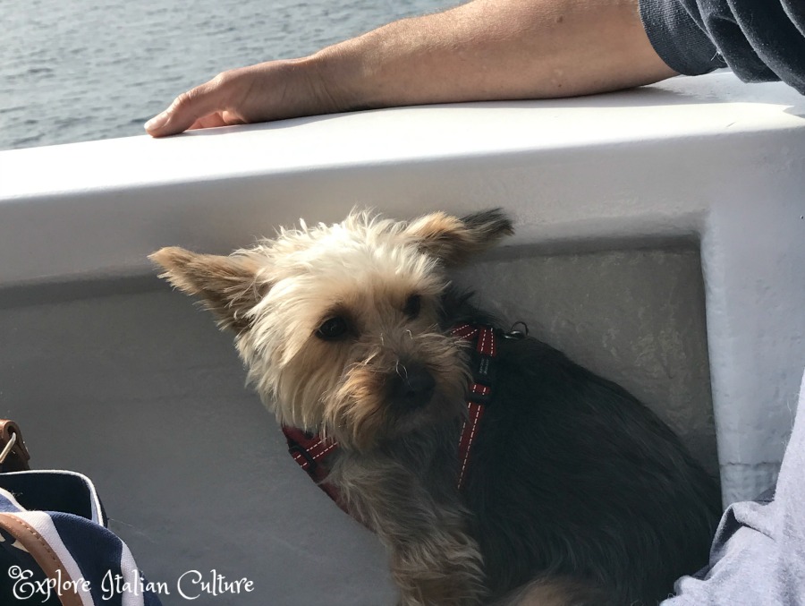 Effie the Yorkie doesn't like the noise of local ferry engines in Italy and always looks petrified.
