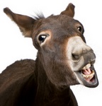 Donkeys speak Italian