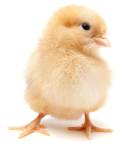 A small image of a chick