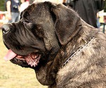 Mastiff