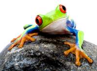 Frogs speak Italian