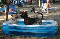 animals in Italy keeping cool-2