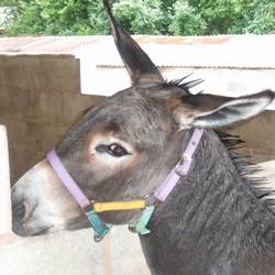 dominick the donkey singing stuffed animal