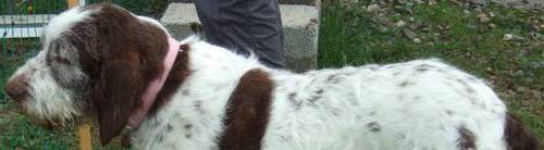 Italian Spinone dog breeds