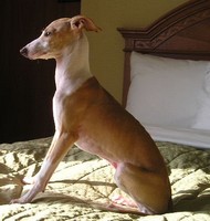 mini-greyhound 