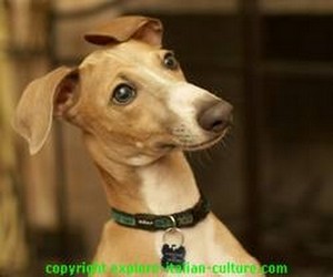 Italian greyhound dog