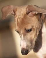 Italian greyhound pup