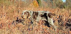 Italian hunting dog Italian hunting dog