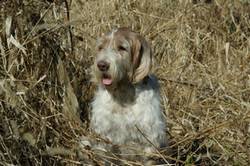 Italian hunting dog Italian hunting dog