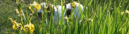 Italian hunting dog Italian hunting dog