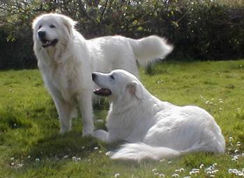 white herding dog breeds