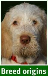 Where the Spinone came from and what it means for you.