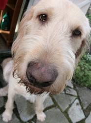 Spinone An Italian Spinone dog