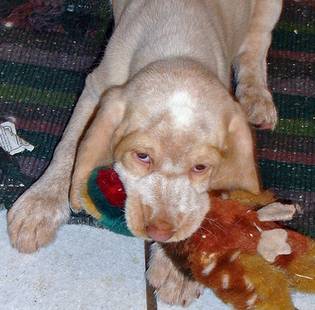 Italian Spinone puppies