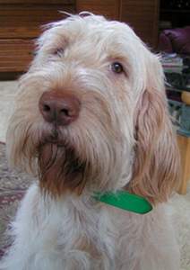 An Italian Spinone dog An Italian Spinone dog