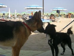 Two dogs greeting each other at a beach in Veneto
