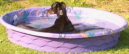 keeping dogs cool keeping dogs cool in a paddling pool