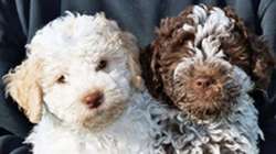 Lagotto Romagnolo pups