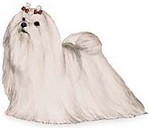 Maltese lapdog