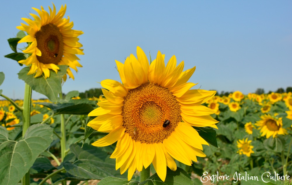 Sunflowers: one of the major crops in the rural region of Le Marche, Italy.