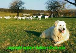 Maremma dog on flat land with sheep