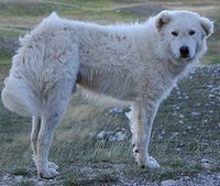 A Maremma Gran Sasso dog