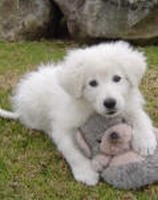 Italian sheepdog