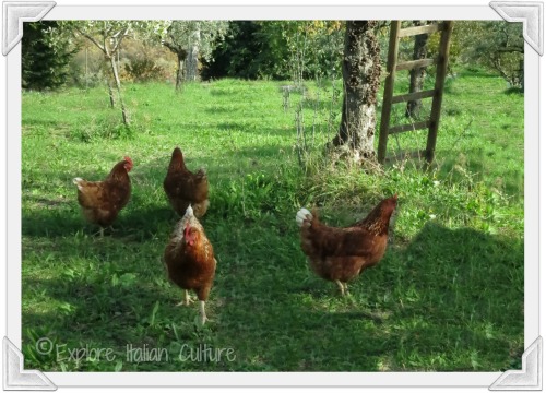 Four brown chickens in a grassy yard