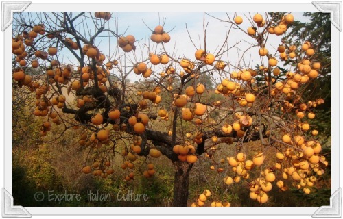 Persimmon fruit tree Persimmon fruit tree