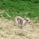 Mini greyhound running