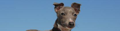 Miniature Italian greyhound