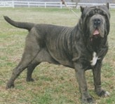 Neapolitan Mastiff