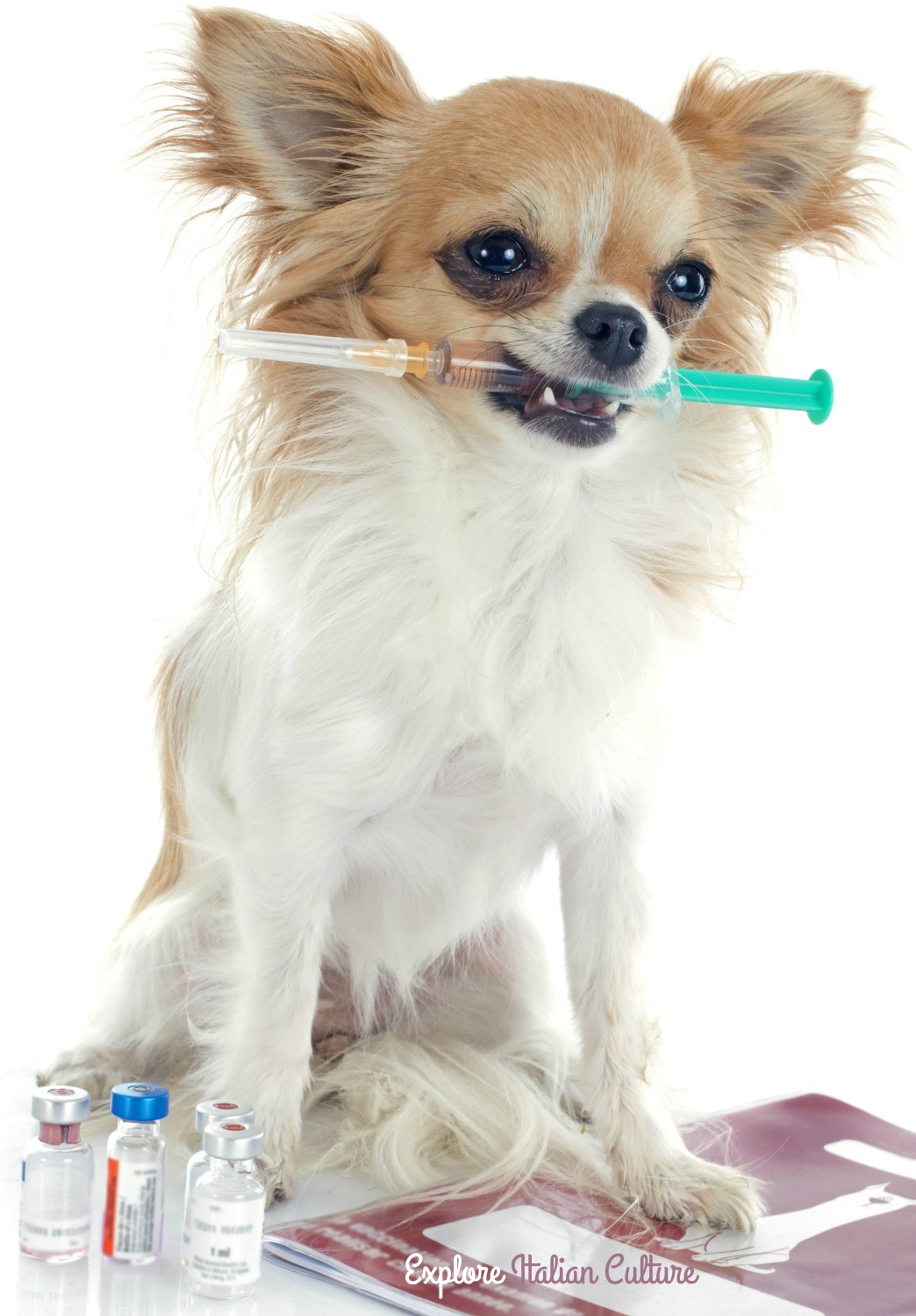 when should a puppy get a rabies shot